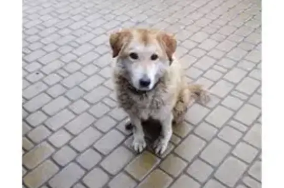 Пропала собака, проспект Ленин...