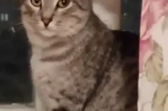 Пропал кот, улица Челюскинцев,...