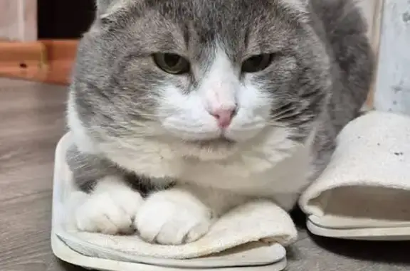 Пропал кот, 1-я Поперечно-Кара...