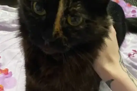 Пропала кошка, улица Пушкина,...