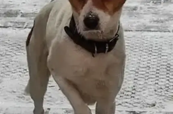 Найденные животные Рыбинск, фото: Найден собака, мужской, Крестовая улица, 2, Рыбинск - робкая и напуганная