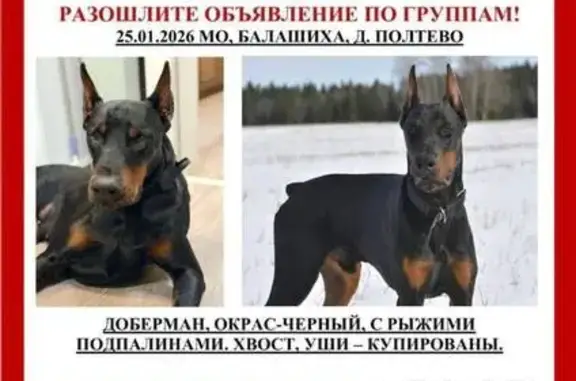 Пропала собака, 9А, Полтево -...