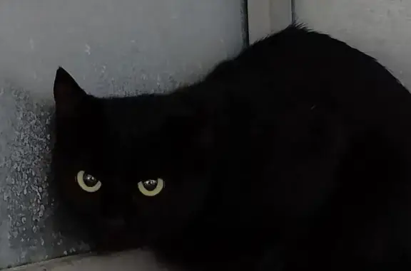 Пропала кошка, Мебельная улица...