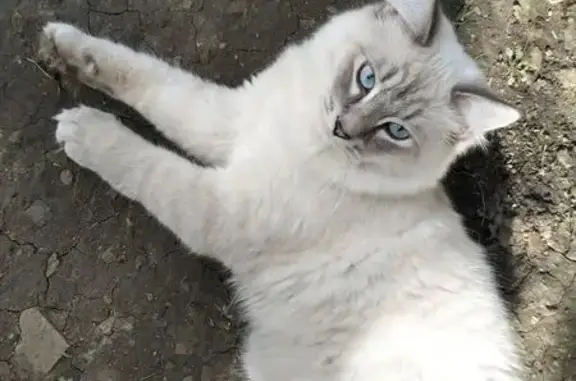 Пропал кот, Мирная улица, 29 к...