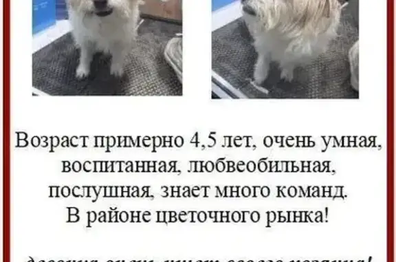 Найдена собака, Краснодар, фото: Найдена собака, женский пол, улица 40 лет Победы, Краснодар