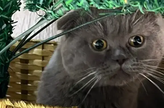 Пропал кот, Российский - один...