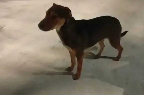 Пропал собака, Федюково, Моско...