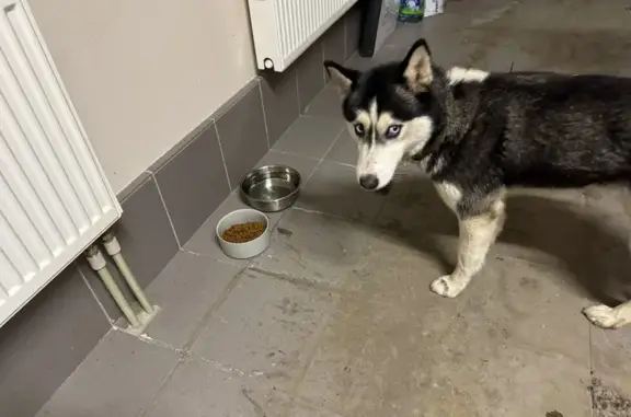 Найдена собака, Домодедово, фото: Найдена собака, 61, Домодедово - молодая хаски с голубыми глазами