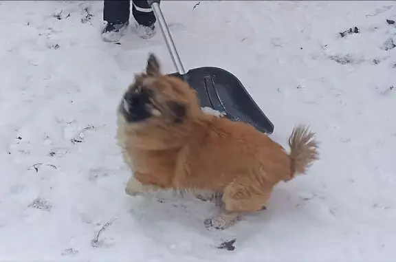 Пропал собака, Магаданская ули...