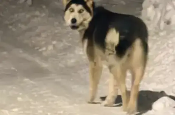 Найдена собака, Копнино, фото: Найдена собака, Междуреченская улица, Копнино - молодая девочка с коричневым ошейником