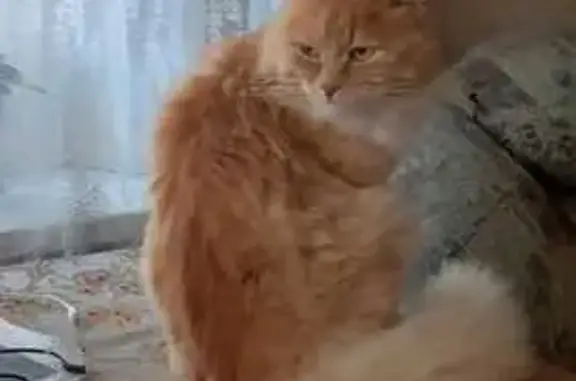 Пропал кот, улица Карла Маркса...