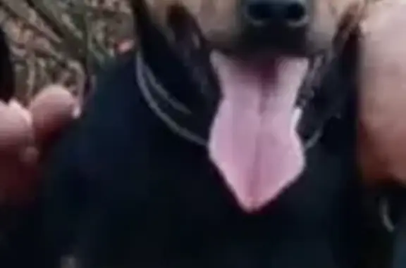 Пропал собака, улица 5-я Линия...