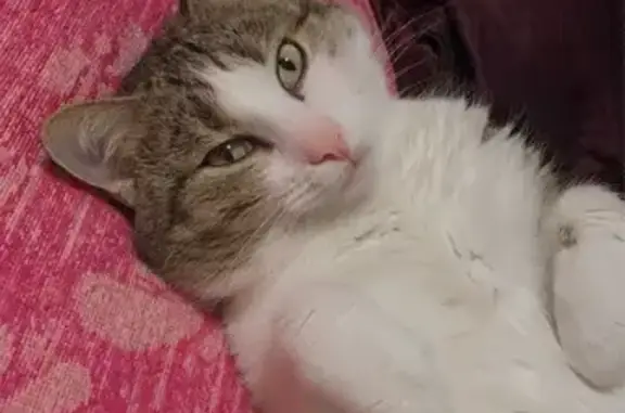 Пропал кот, Ленинградская улиц...