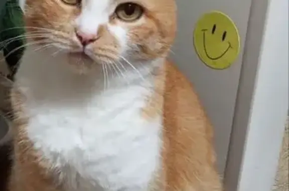 Пропала кошка, проспект Мира,...