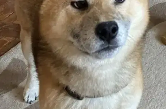 Пропал собака, улица Строителе...