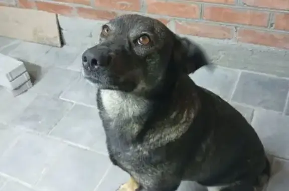 Пропала собака, переулок Журав...