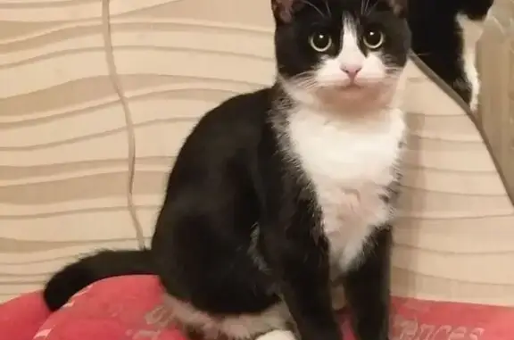 Пропала кошка, улица Дружбы, Углянец - черная в белых носочках - photo