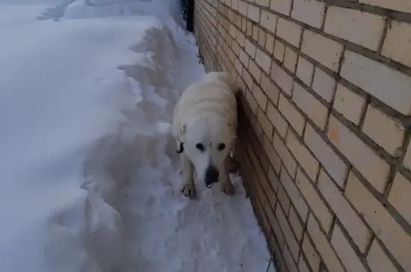 Найдена собака, Минино, фото: Найдена собака, Центральная улица, 62, Минино - порода Алабай