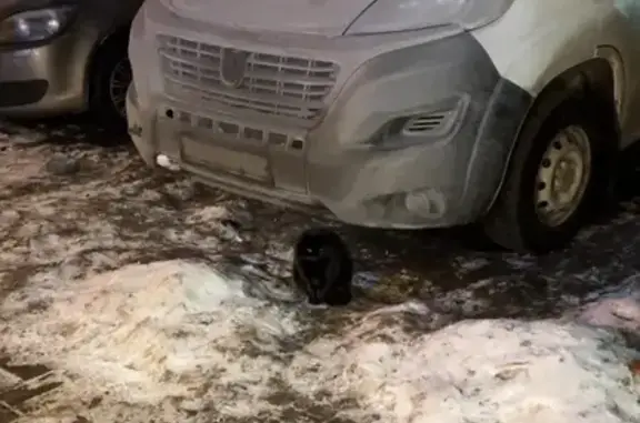 Найдена кошка, Санкт-Петербург, фото: Найдена кошка, проспект Просвещения, 37, Санкт-Петербург - полностью черная, янтарные глаза