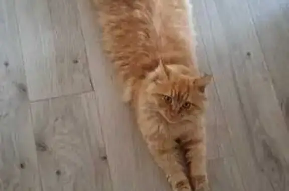 Кошки потеряшки, Астрахань, фото: Потеряшка кот, 8-я Литейная улица, 101, Астрахань - рыжий