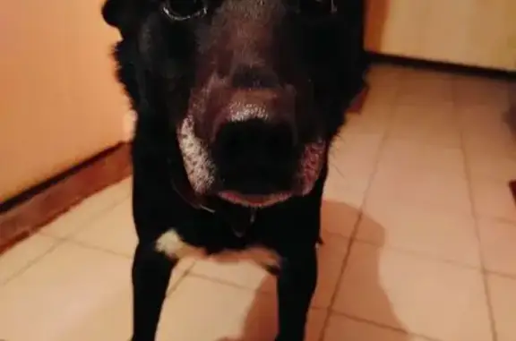 Найдена собака, Тверь, фото: Найден собака, Взлётная улица, городской округ Тверь - молодой кобелёк в розовом ошейнике