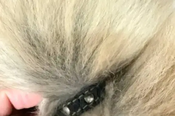 Найдена собака, Дрожжино, фото: Найден собака, мужской, Новое шоссе, 2, Дрожжино