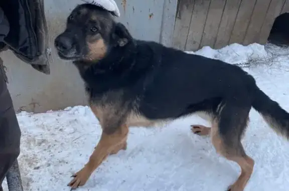 Найдена собака, Конаково, фото: Найден собака, Конаково, Тверская область - срочно ищем хозяев