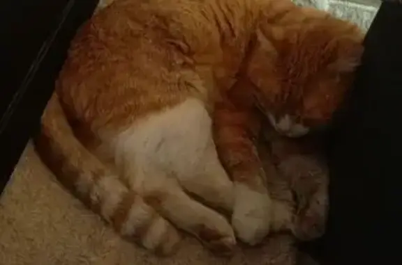 Потерянные животные Сергиево-Посадский городской округ, фото: Пропал кот, Сергиево-Посадский городской округ - рыжий с белым, не кастрирован