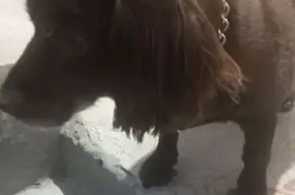 Найдена собака, Петропавловск-Камчатский, фото: Найдена собака, бульвар Рыбацкой Славы, 6, Петропавловск-Камчатский - шоколадная спаниэлька с ошейником-цепочкой