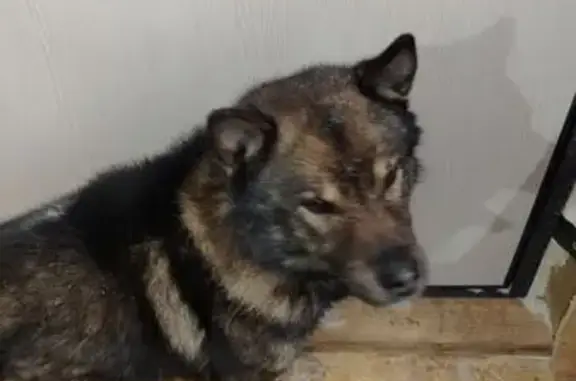 Найдена собака, Ананьино, фото: Найден собака, Ананьино, Московская область - кобель в черном ошейнике