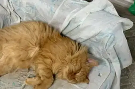 Пропал кот, 	Уланово, Кильдеевское сельское поселение, Верхнеуслонский район - крупный рыжий длинношерстный - photo