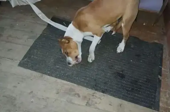 Найдена собака, Вольно-Надеждинское, фото: Найдена собака, Трактовая улица, 57А, Вольно-Надеждинское