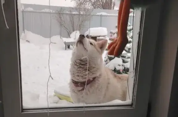 Пропала собака, женский пол, улица Бурденко, 35, Кемерово - photo