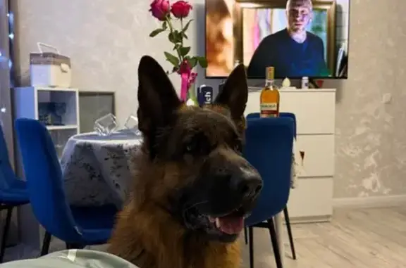 Пропал собака, мужской, переулок Сакко, 9, Томск - дружелюбная - photo