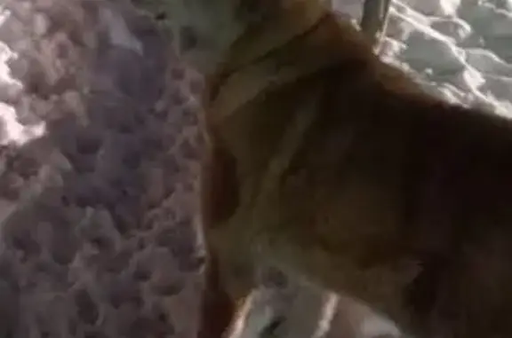 Найдена собака, Черногорск, фото: Найден собака, Черногорск, Хакасия - крупная порода