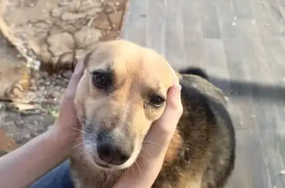 Пропала собака, женский пол, улица Воробьёва, 9, Ульяновск - очень ласковая, коричневый с рыжим окрас - photo