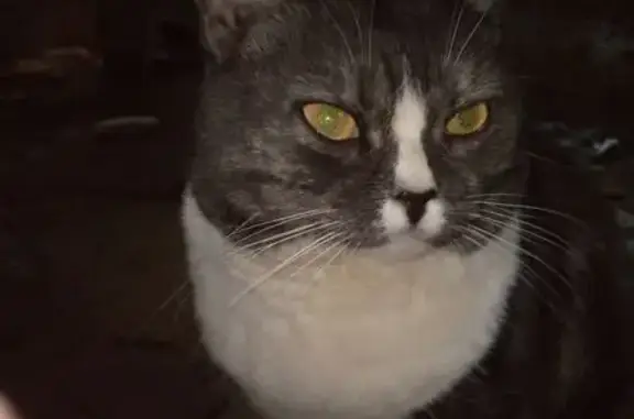 Найденные животные Черкесск, фото: Найден кот, проспект Ленина, Черкесск - ласковый, подходит к людям