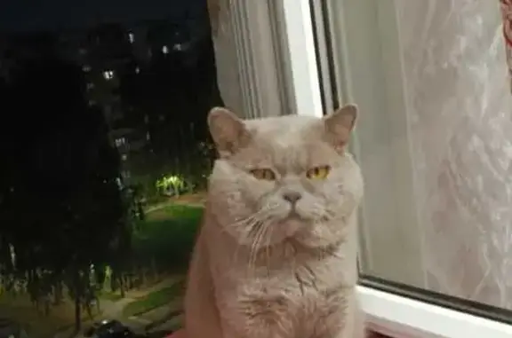 Пропал кот, улица Комиссара Габишева, 31, Казань - серо дымчатый британец - photo