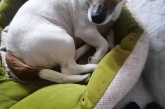 Пропал собака, Дачная улица, Междуреченск - Джек Рассел терьер с коричневыми пятнами - photo