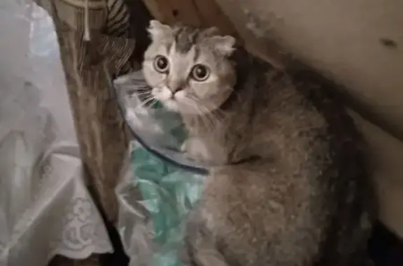 Найдена кошка, Орск, фото: Найдена кошка, проспект Ленина, 129, Орск - похожа на рысенка