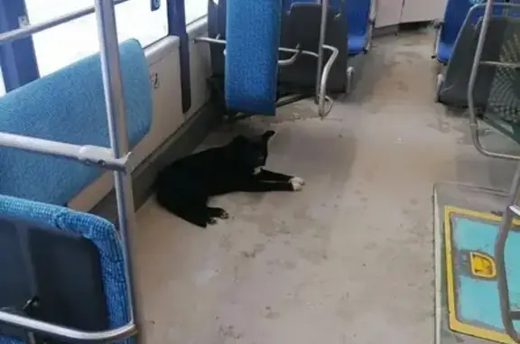 Найдена собака, Челябинск, фото: Найдена собака, Механическая улица, Челябинск - чёрная, предположительно Акита