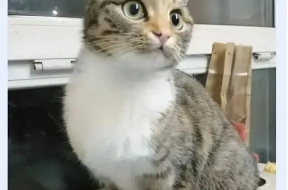 Пропала кошка, улица Минина, 77, Томск - ласковая с неровной шерстью - photo