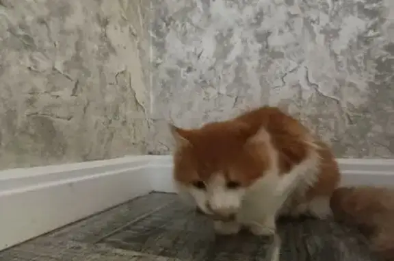 Кошки потеряшки, Аксай, фото: Потеряшка кот, Ореховый переулок, Аксай - рыжий с пятнышком на носу