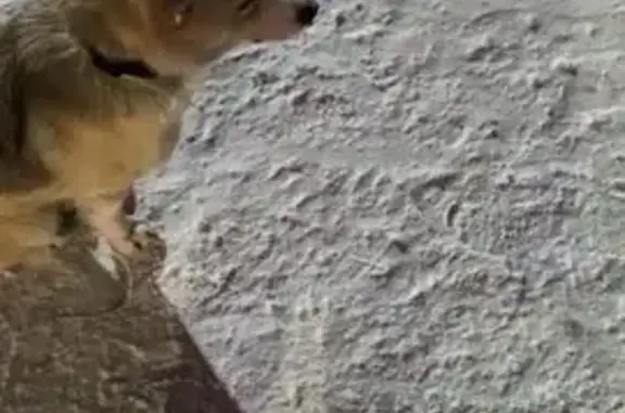 Найдена собака, Тула, фото: Найдена собака, мужской, улица Демонстрации, 154, Тула - рыжая окраска