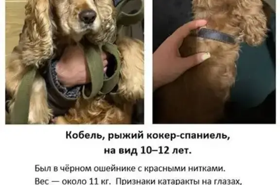 Найдена собака, Маркова, фото: Найдена собака, Центральная улица, Маркова - рыжий кобель кокер-спаниель