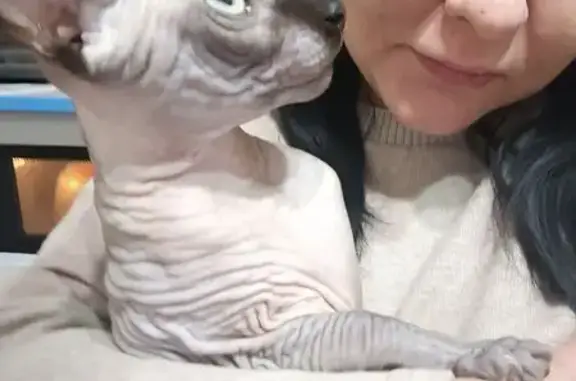 Пропал кот, Революционная улица, 7, городской округ Тольятти - серый сфинкс - photo