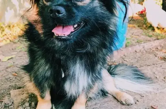 Пропала собака, улица Дзержинского, 31, Славянск-на-Кубани - черная шерсть с серым подшерстком - photo