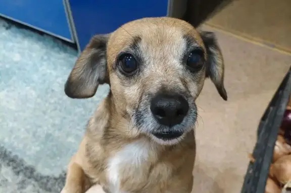 Пропала собака, мужской, Спасская улица, Ульяновск - коричнево-рыжий окрас - photo