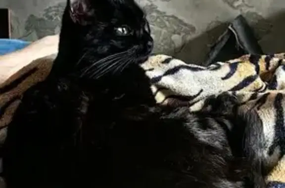 Пропал кот, улица Маршала Бирюзова, 10 к1, Москва - чёрный с зелёными глазами - photo