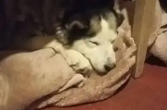 Пропала собака, Москва - голубоглазая хаски без ошейника - photo